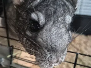 2 Chinchilla og bur