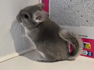 Chinchilla unge