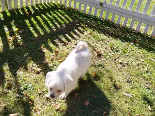 Mops/Coton de Tulear 