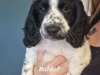 Engelsk springer spaniel 