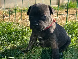 Staffordshire Bull terrier hvalpe
