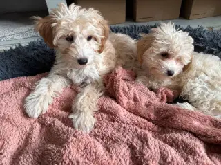 Maltipoo piger søger nyt hjem