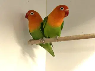 Rødhovedet Dværgpapegøje