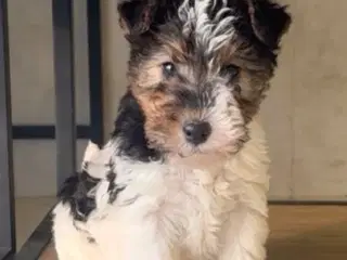 Ruhåret Fox Terrier