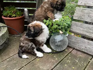 Søde hundehvalpe 