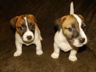 Jack Russel hvalpe (lavbenet type)