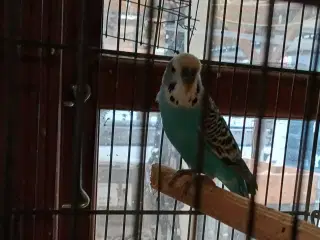 Han undulat gives væk