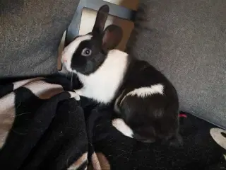 Søde kaninunger søger nyt hjem