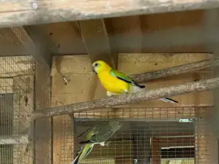 Sang pakit