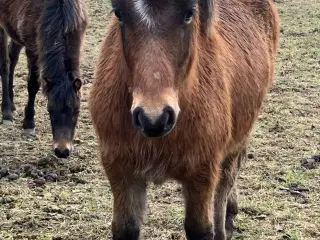 Ponyhingst, 1 år, Welsh/islænder