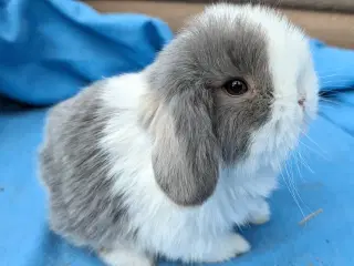 Minilop kaninunge sælges 