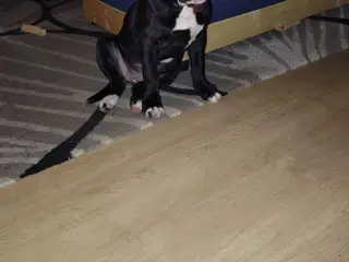 Skøn tæve balnding