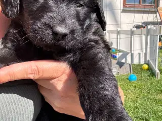Goldendoodlelab
