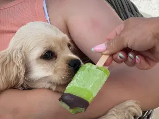 Rejseklar 🧳 Skønne Amerikanske Cockerspaniel 