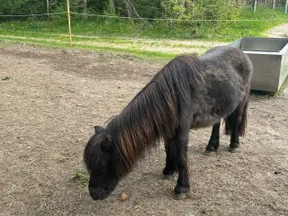 Bibbi sælges