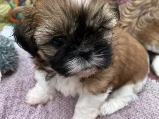 Shih Tzu hvalpe (boomer)