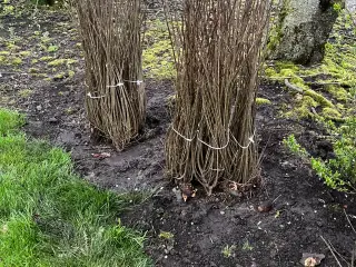 Ligusterhækplanter 80-100 cm