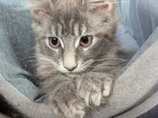 Maine coon killinger med stambøger 