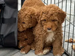 Goldendoodle babyer 🥰🐾