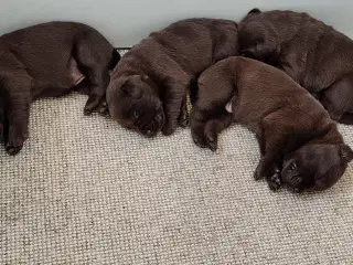 Brune labrador hvalpe