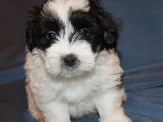 Coton de Tulear hvalpe