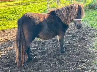 Shetlandshoppe med rødt pas 