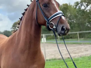 Smuk DV Hoppe