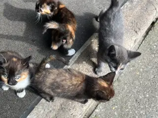 Kattekillinger - gård katte 