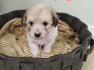 Coton de Tulear hvalpe