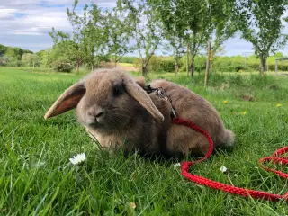 Kælen dværgvædder han kanin.
