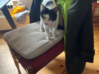 Kat