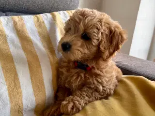Maltipoo hvalp
