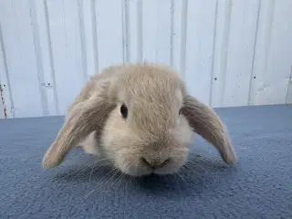 Dværgvædder/Mini lop hankanin