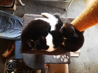 5 dejlige piger