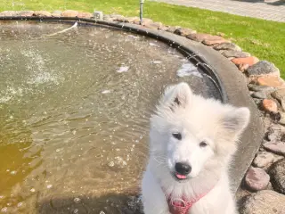 🐾 Smuk og kærlig samojedehvalp søger nyt hjem 🐾