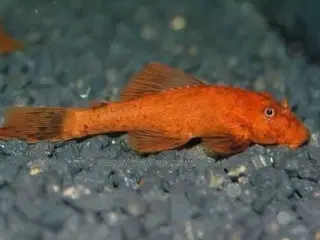 SØGER SØGER Ancistrus sp. Rød Hun SØGER