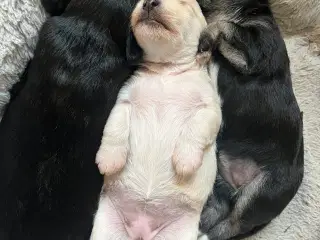 3 tævehvalpe sælges - Jack Russell / Bichon Havana