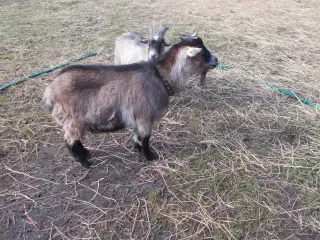 afrikanske dværggeder