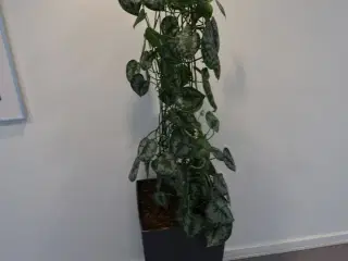 Plante i krukke