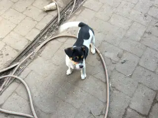 Dansk-Svenske Gårdhundehvalpe