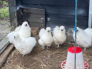 1.2 Rene hvide dværgsilkehøns