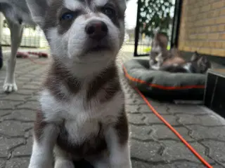 Søde husky hvalpe søger ny familie