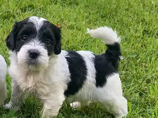 Bichon havanais hvalpe 