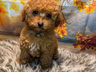 Maltipoo i efterårs  ?