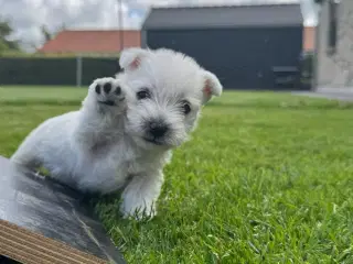 West highland White terrier 