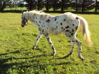 Knabstrupper Hoppe