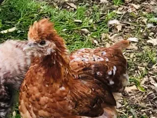 2 dværg høne kyllinger