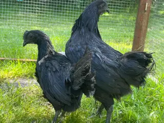 Ayam Cemani hanekyllinger sælges 