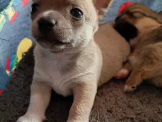 Ægte chihuahua hvalpe 