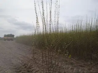 40 stk. Ligustrum 120-140 cm.